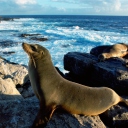 Seal And Stones wallpaper 128x128