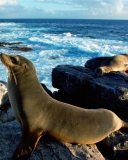 Seal And Stones wallpaper 128x160
