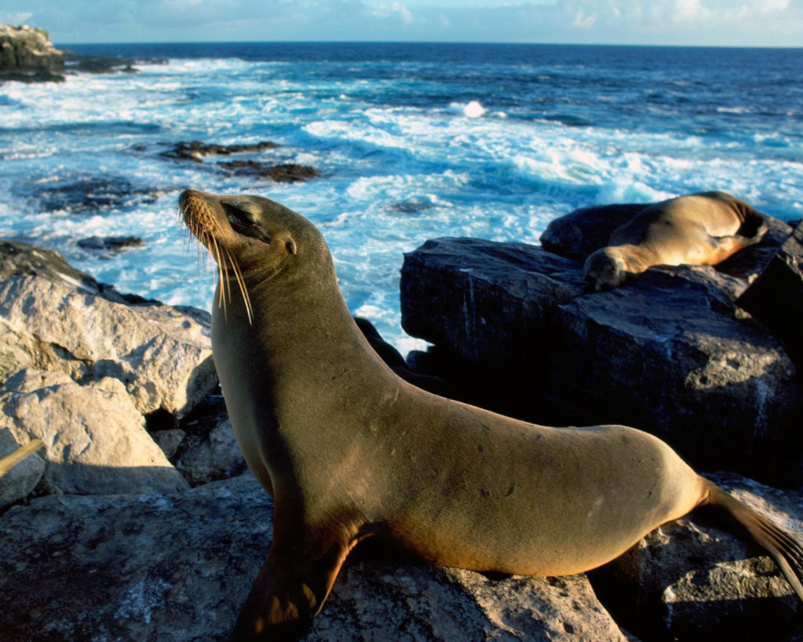 Fondo de pantalla Seal And Stones 1600x1280