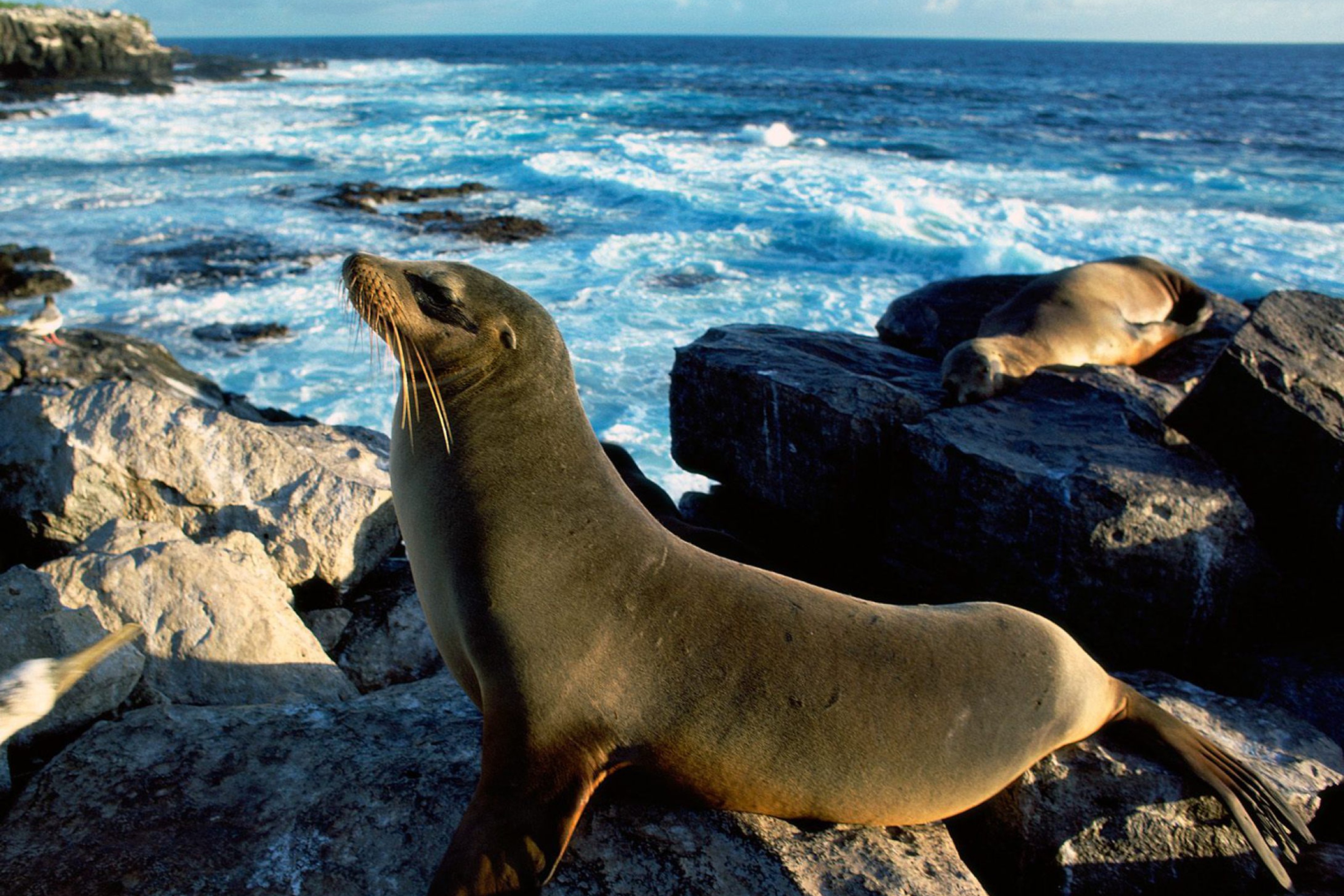 Seal And Stones wallpaper 2880x1920