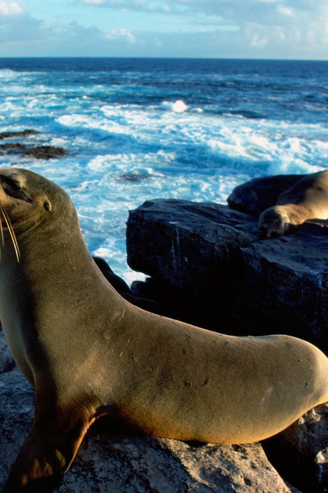 Seal And Stones wallpaper 640x960