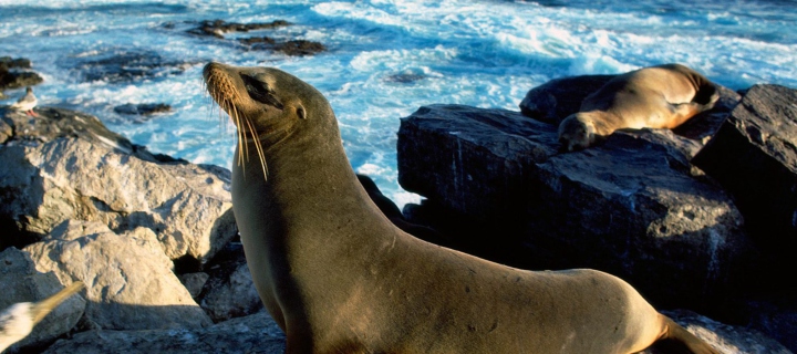 Seal And Stones wallpaper 720x320