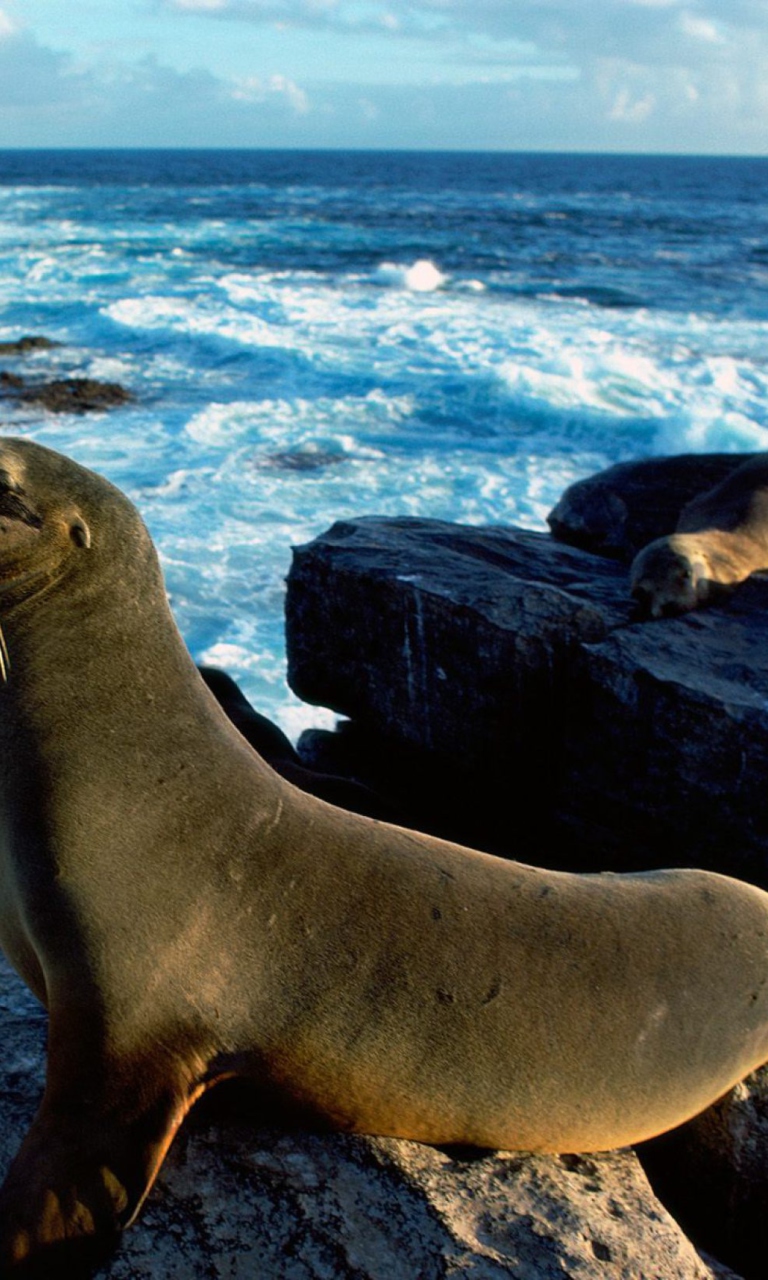 Seal And Stones wallpaper 768x1280