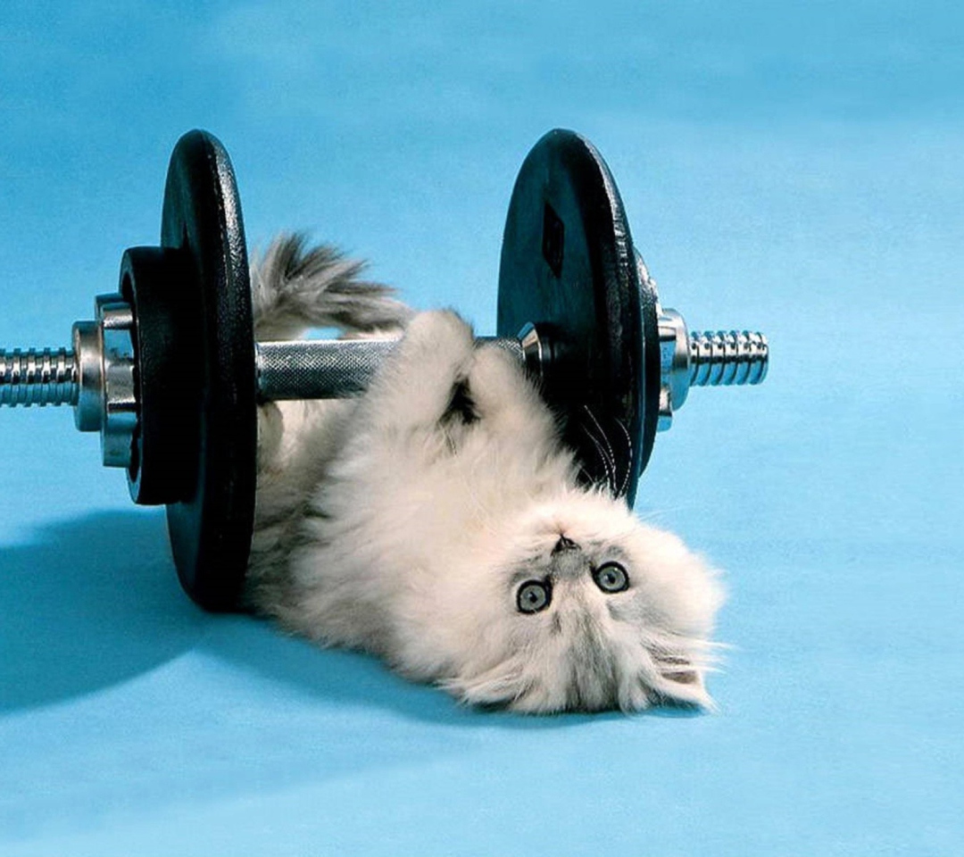 Das Cat Working Out Wallpaper 1080x960