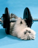 Cat Working Out wallpaper 128x160