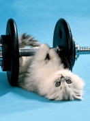 Cat Working Out wallpaper 132x176