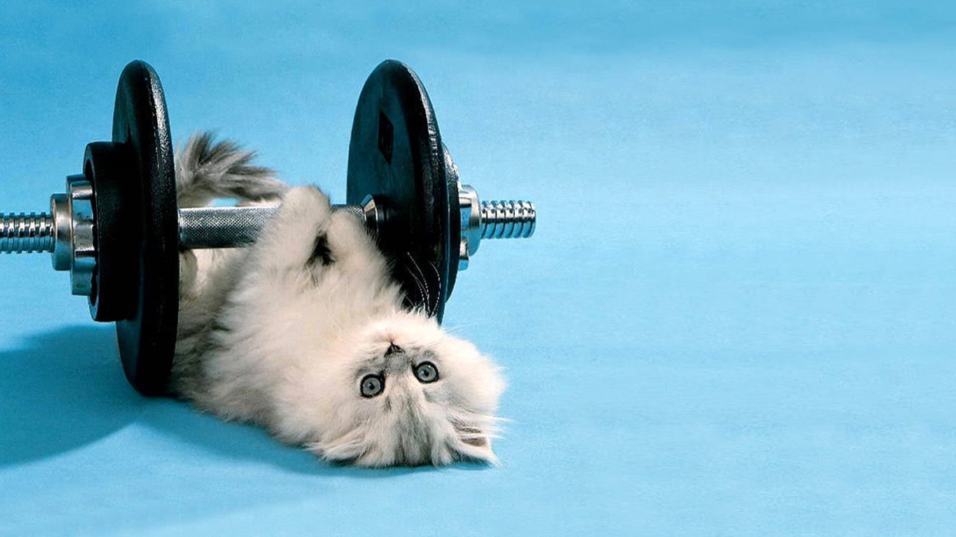 Cat Working Out wallpaper 1366x768