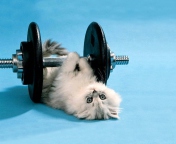 Cat Working Out wallpaper 176x144