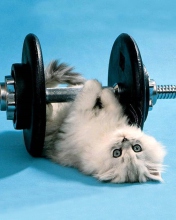 Cat Working Out wallpaper 176x220