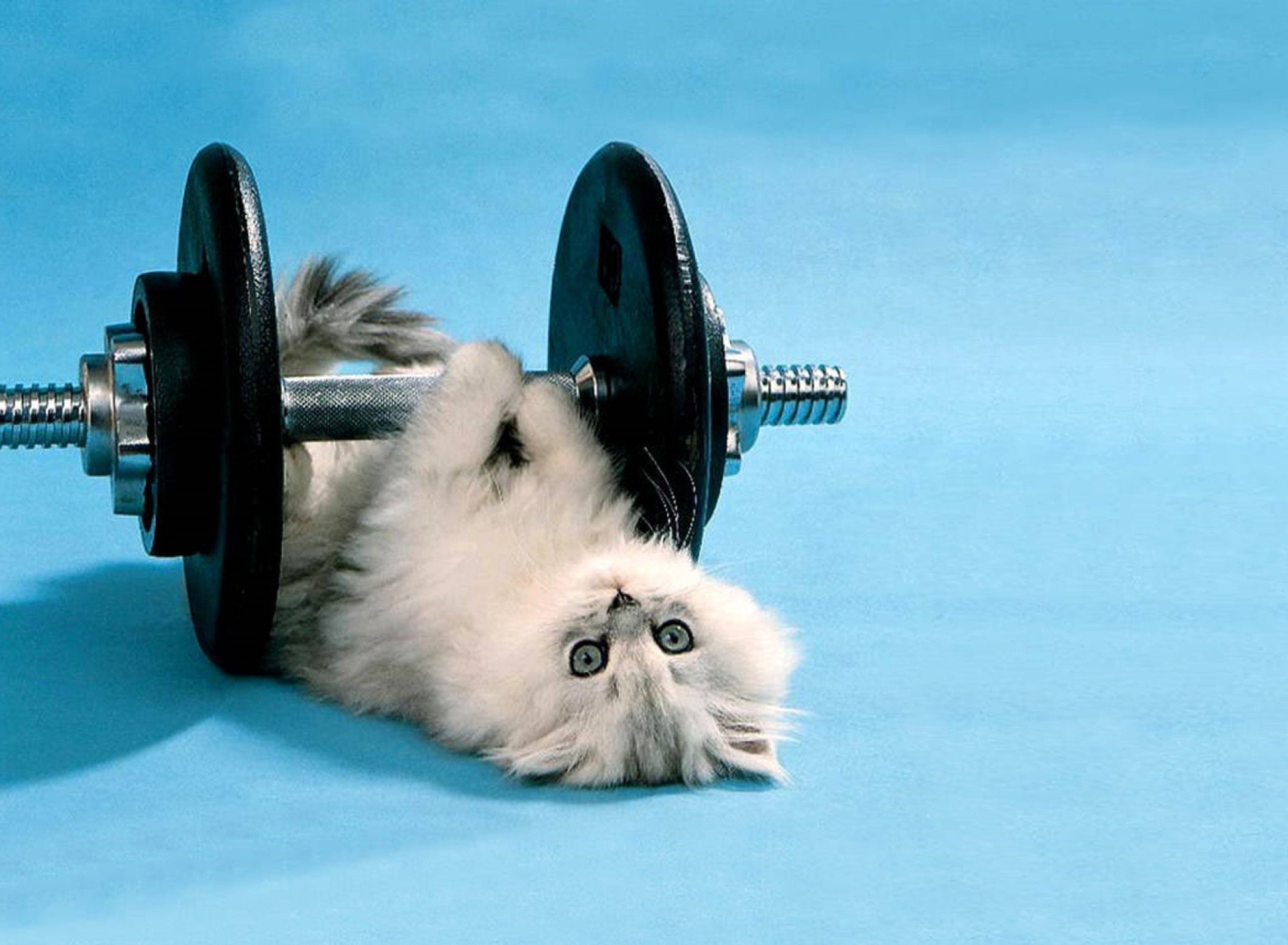 Das Cat Working Out Wallpaper 1920x1408