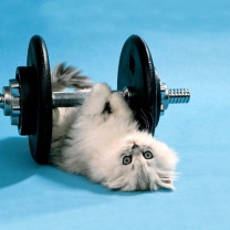 Cat Working Out wallpaper 208x208