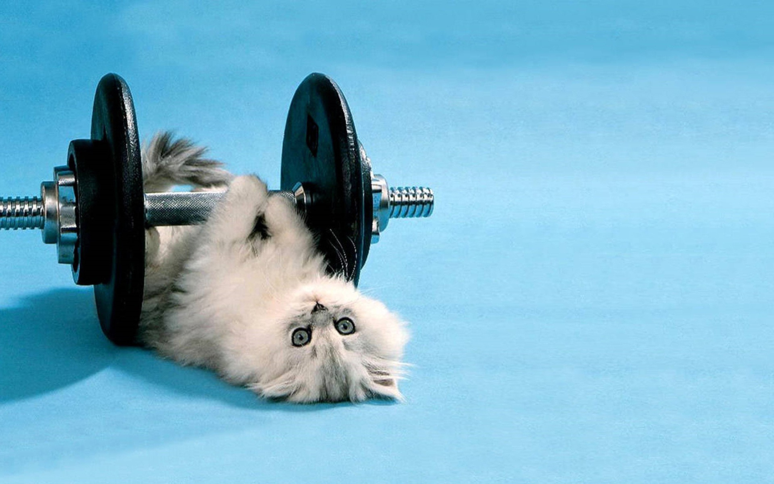 Cat Working Out wallpaper 2560x1600