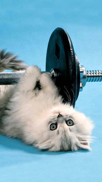 Cat Working Out wallpaper 360x640