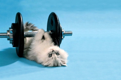Cat Working Out wallpaper 480x320