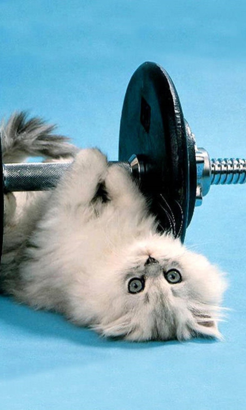 Cat Working Out wallpaper 480x800