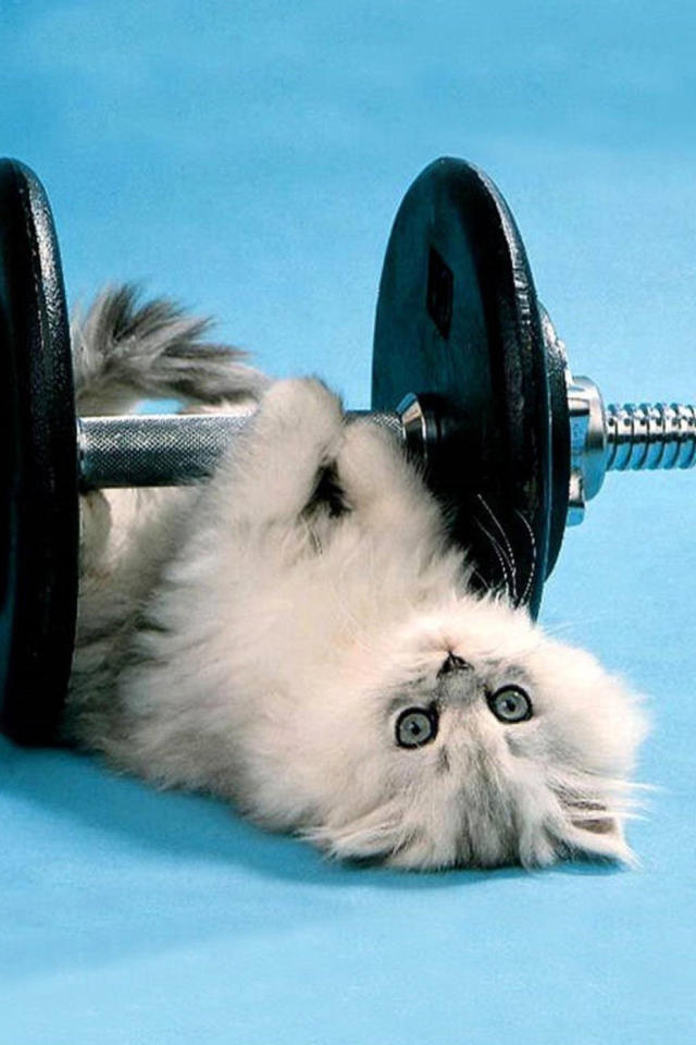 Cat Working Out wallpaper 640x960