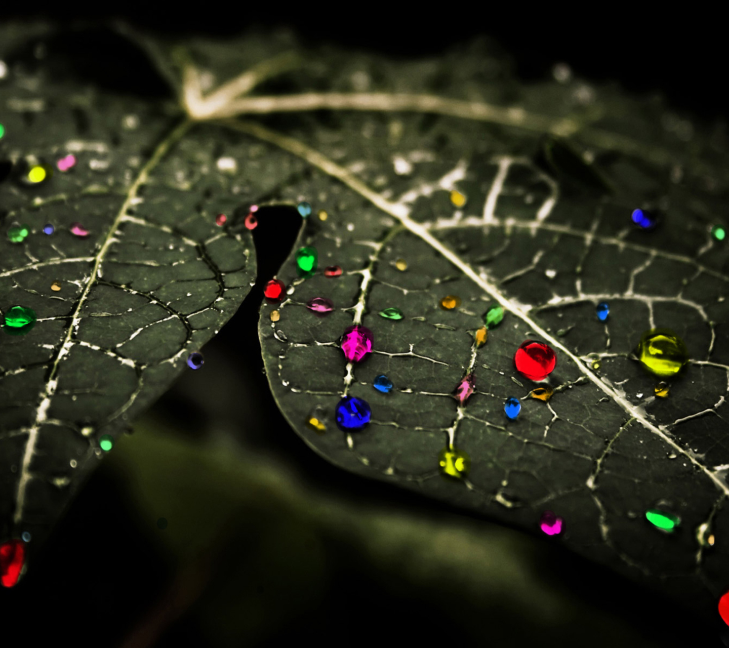 Fondo de pantalla Dark Leaf 1440x1280