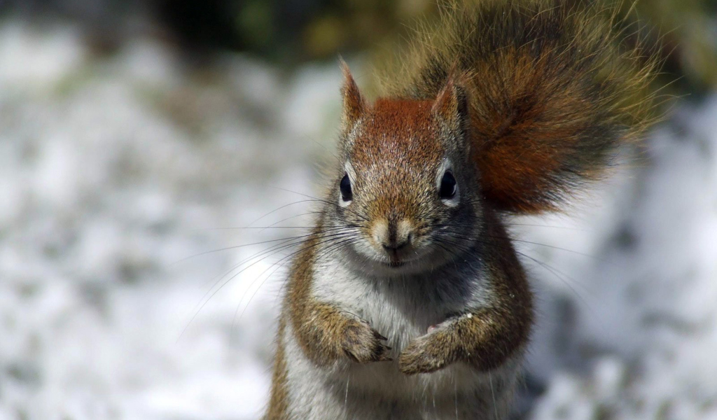 Squirrel wallpaper 1024x600