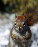 Squirrel wallpaper 128x160