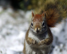 Squirrel wallpaper 220x176