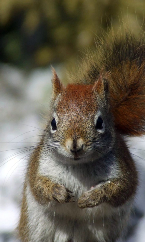 Squirrel wallpaper 480x800