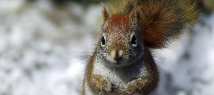 Fondo de pantalla Squirrel 720x320