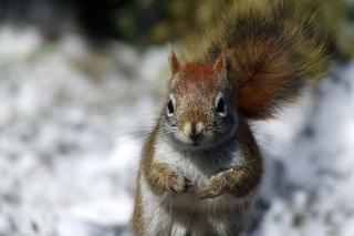 Squirrel Background for Android, iPhone and iPad