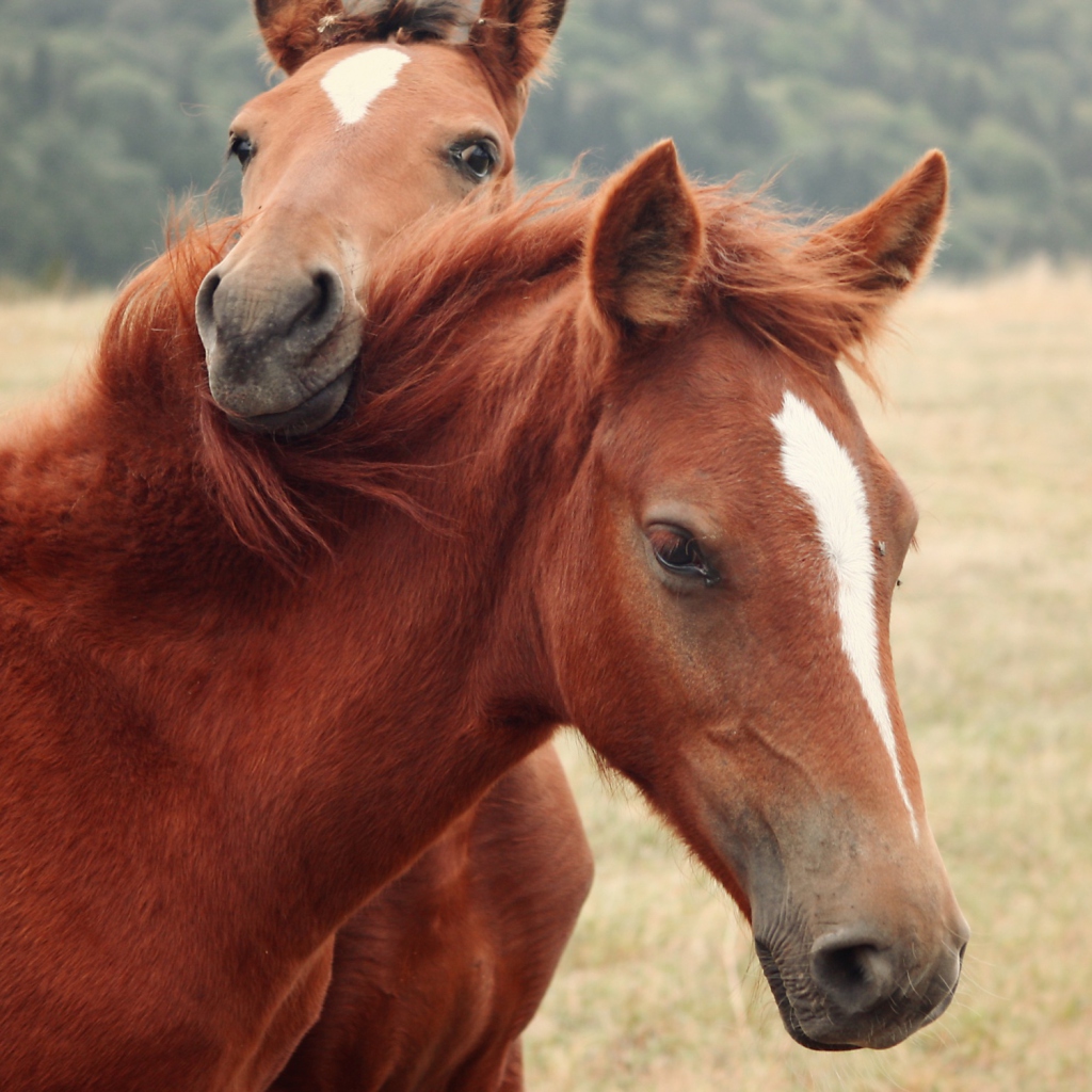 Horses wallpaper 1024x1024