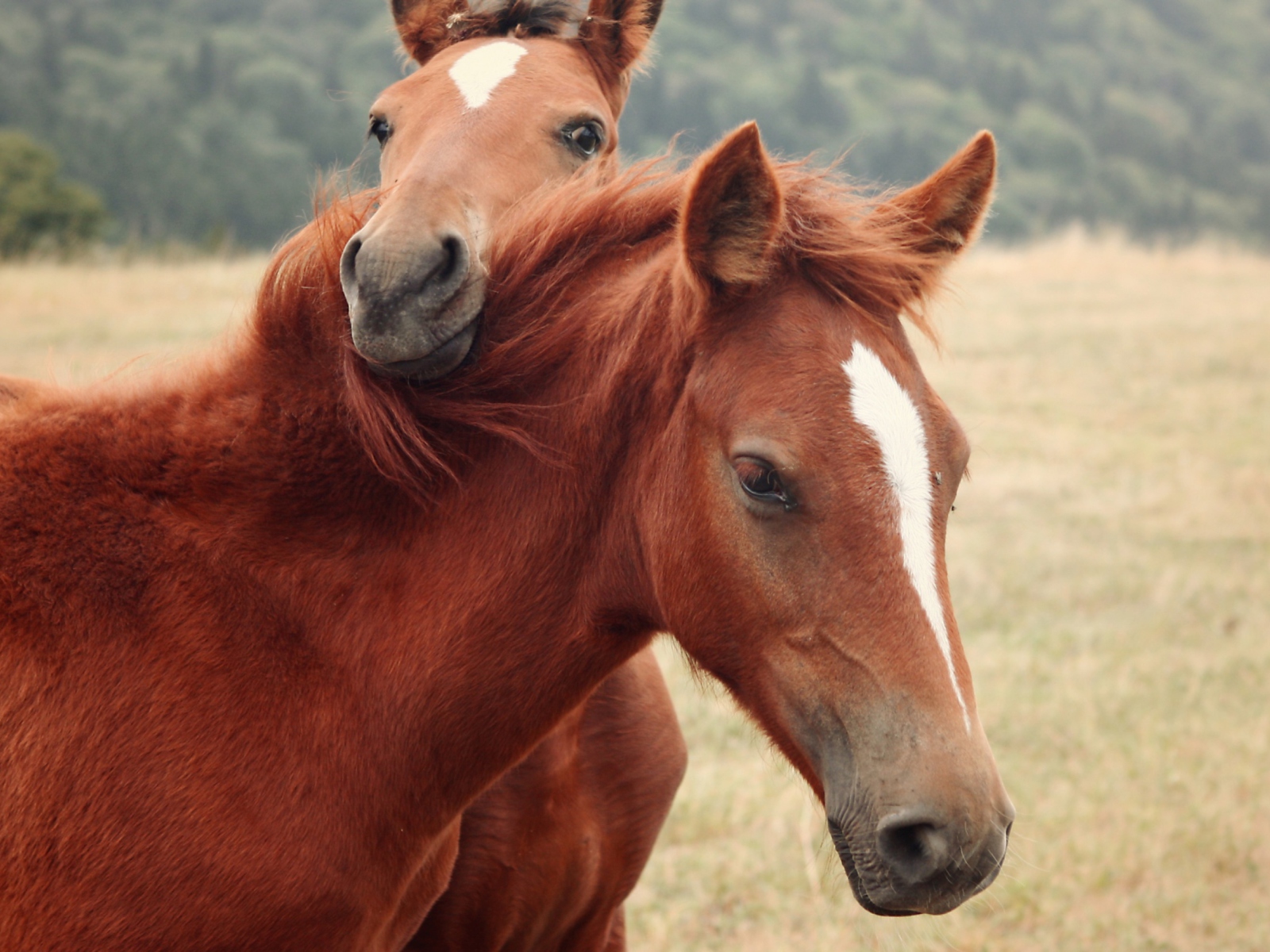 Fondo de pantalla Horses 1600x1200