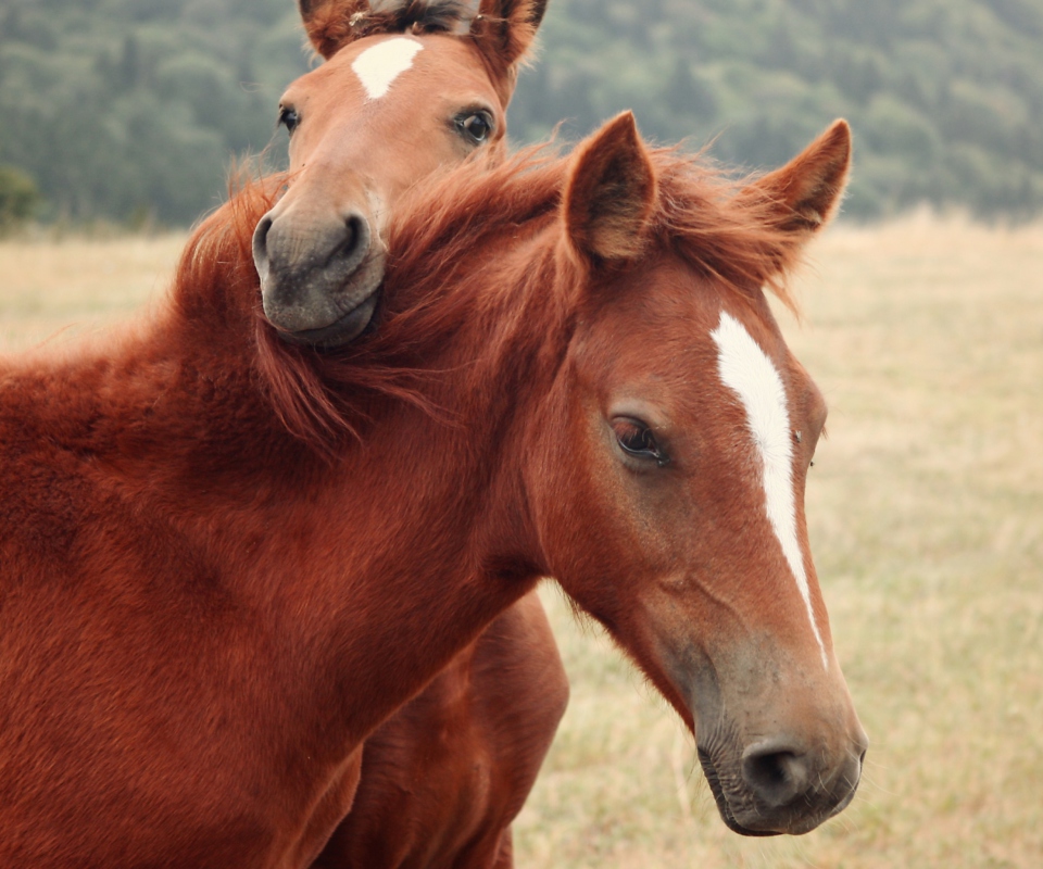 Horses wallpaper 960x800