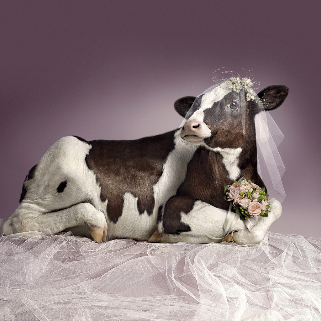 Bride Cow wallpaper 1024x1024