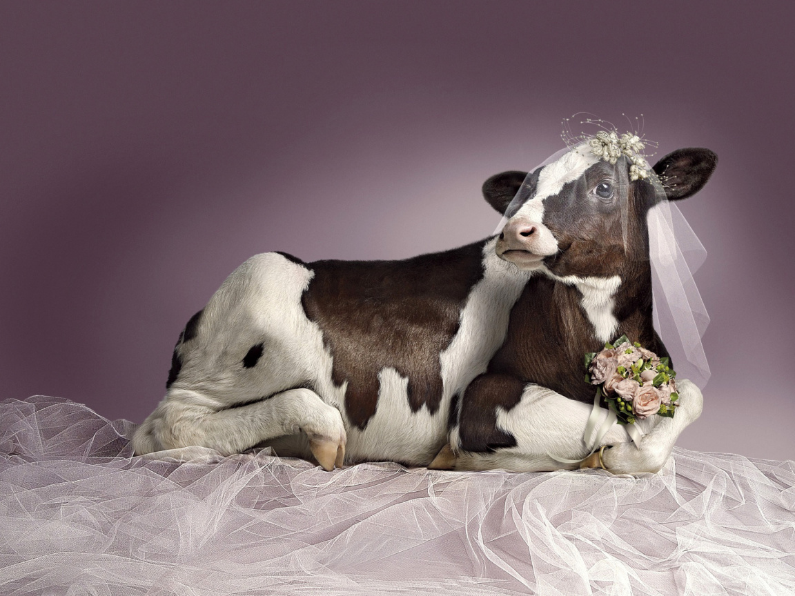 Обои Bride Cow 1152x864