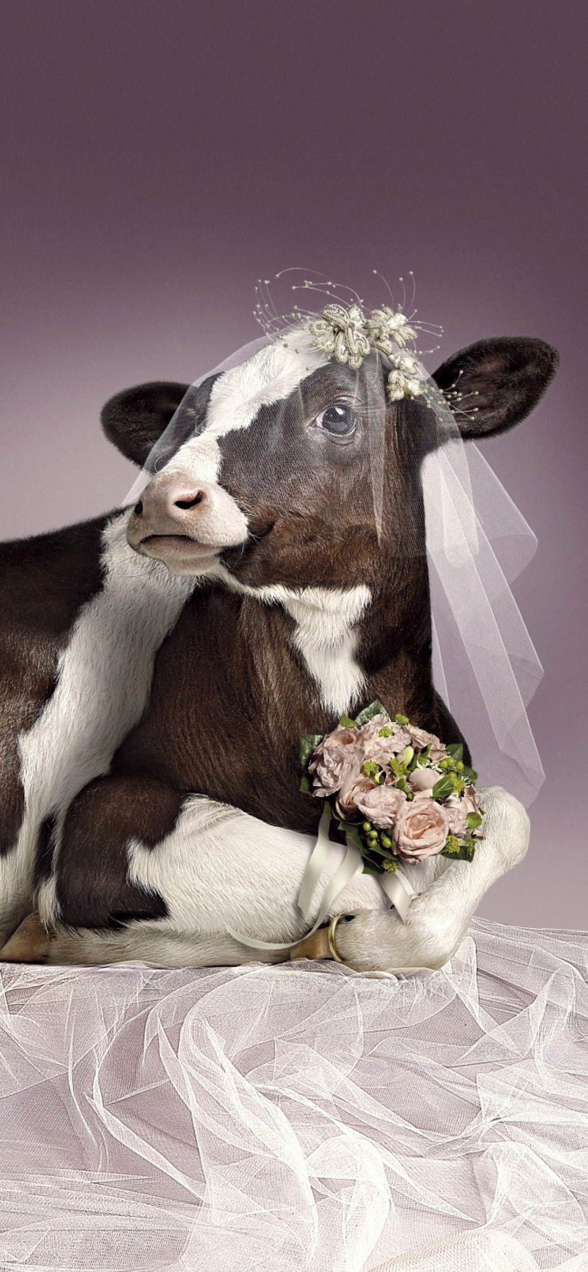 Bride Cow wallpaper 1170x2532