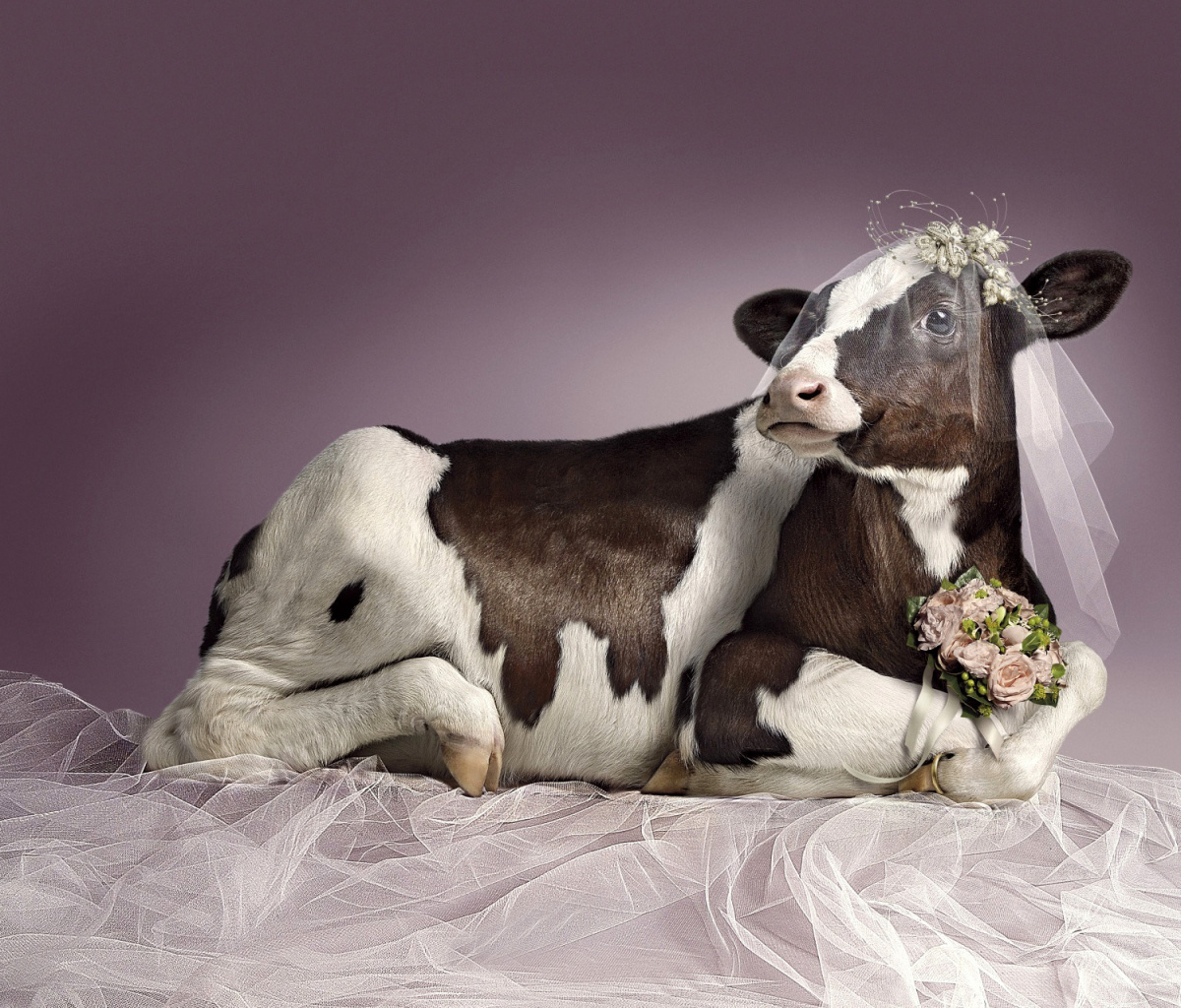 Fondo de pantalla Bride Cow 1200x1024