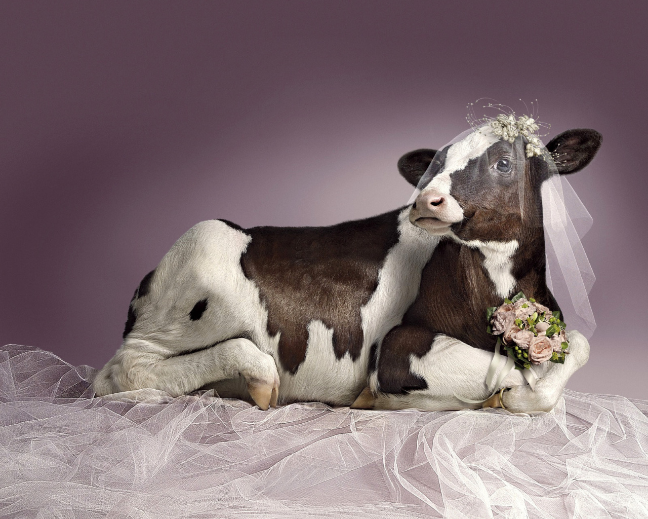 Das Bride Cow Wallpaper 1280x1024