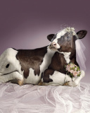 Fondo de pantalla Bride Cow 128x160