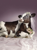 Fondo de pantalla Bride Cow 132x176