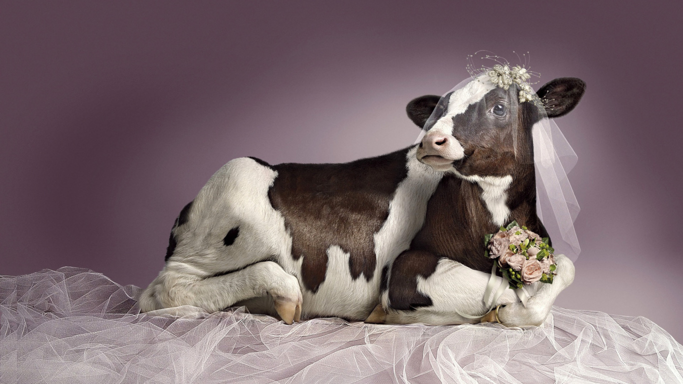 Bride Cow wallpaper 1366x768