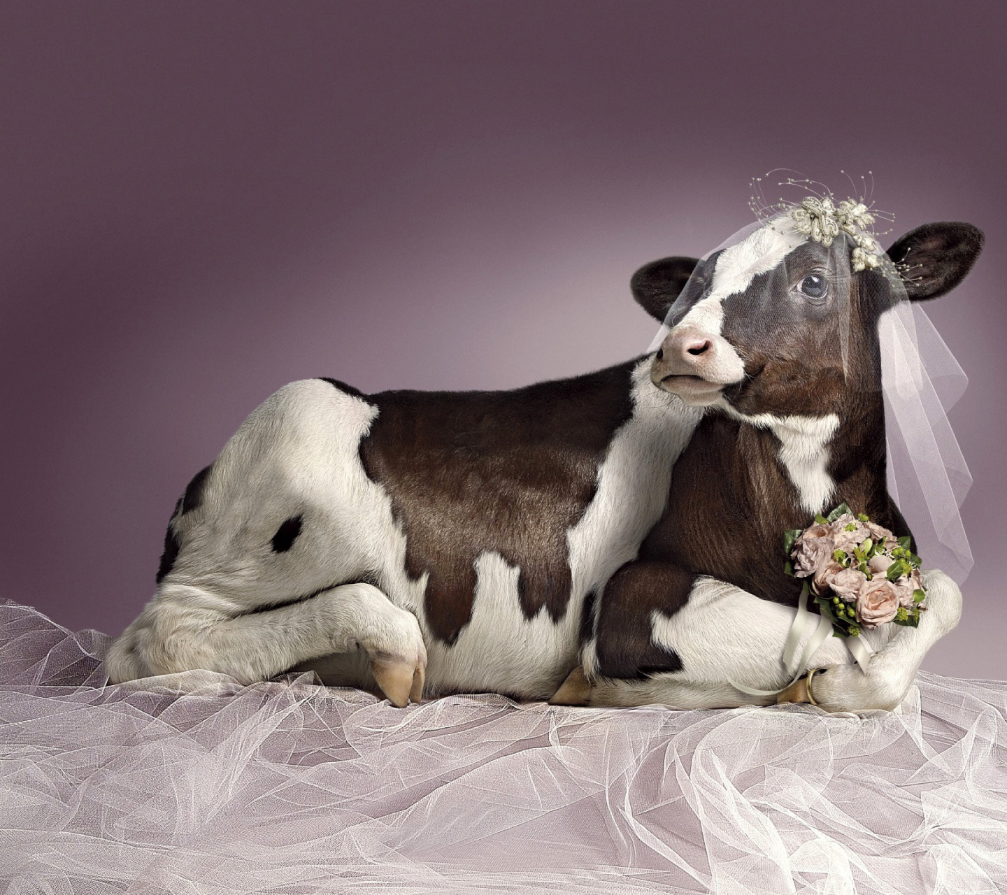 Fondo de pantalla Bride Cow 1440x1280