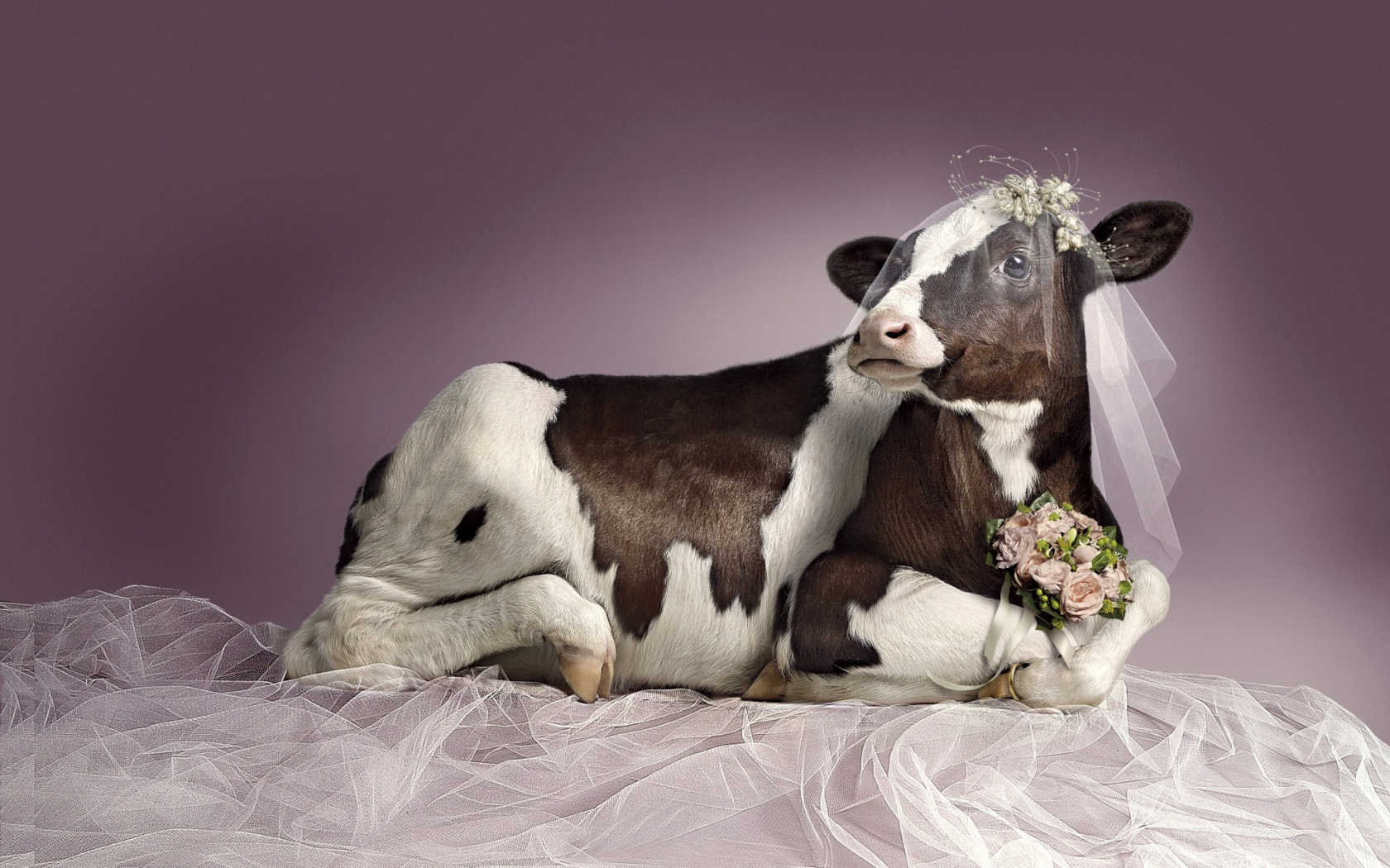 Обои Bride Cow 1680x1050