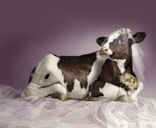 Das Bride Cow Wallpaper 176x144