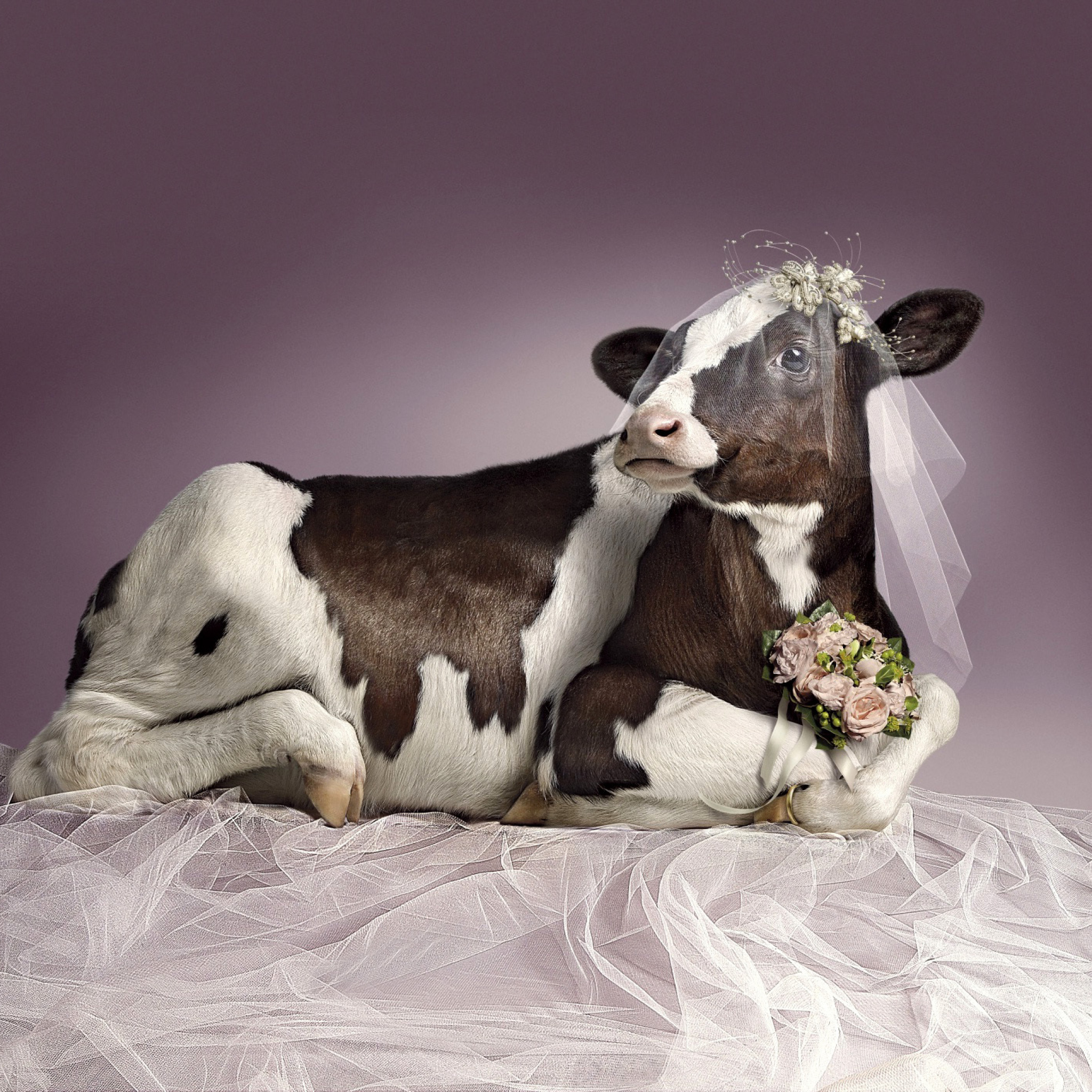 Bride Cow wallpaper 2048x2048