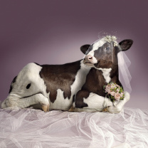 Sfondi Bride Cow 208x208