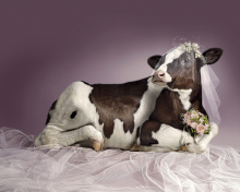 Das Bride Cow Wallpaper 220x176