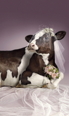Fondo de pantalla Bride Cow 240x400