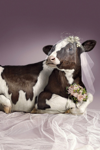 Fondo de pantalla Bride Cow 320x480