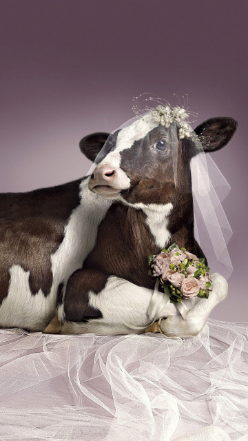 Fondo de pantalla Bride Cow 360x640