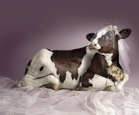 Bride Cow wallpaper 480x400
