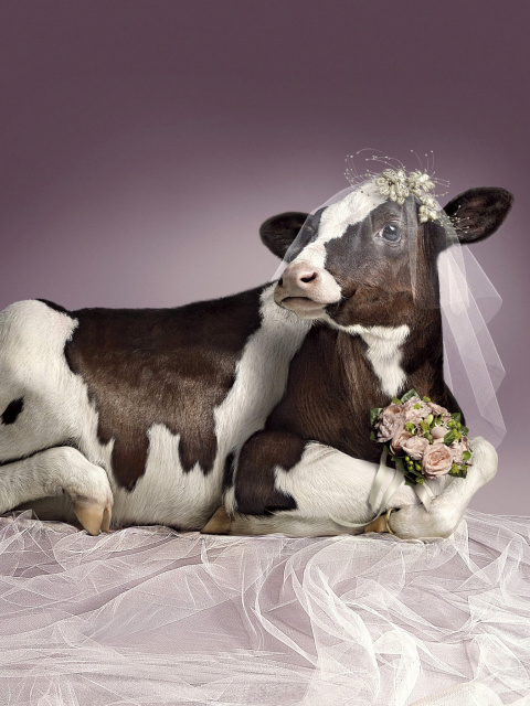 Das Bride Cow Wallpaper 480x640