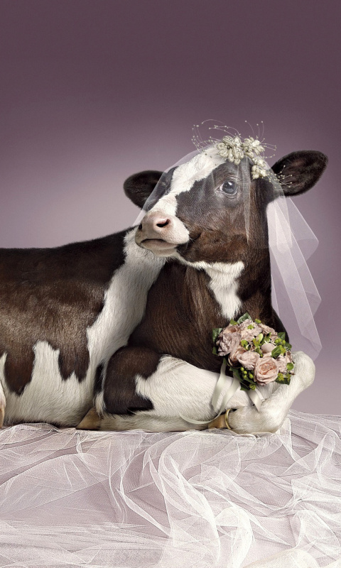 Bride Cow wallpaper 480x800